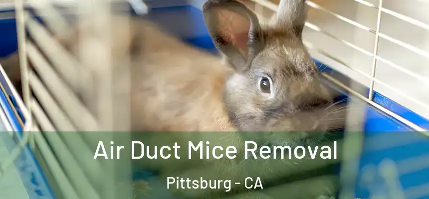  Air Duct Mice Removal Pittsburg - CA
