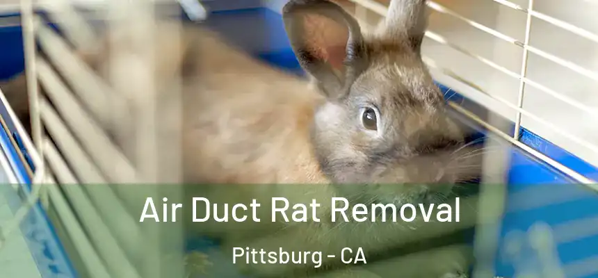  Air Duct Rat Removal Pittsburg - CA